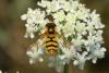 362571 – Photo : Michel Ehrhardt – France (68)